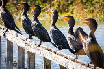 Group of cormorant aquatic birds sitting on bench