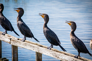 Group of cormorant aquatic birds sitting on bench