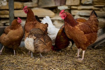 Fototapeta na wymiar Organic chicken farming without antibiotics on a traditional farm