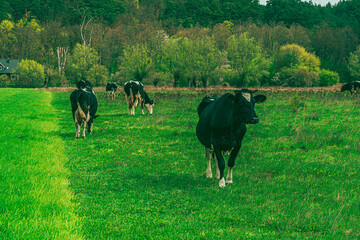 cows grazing in a field