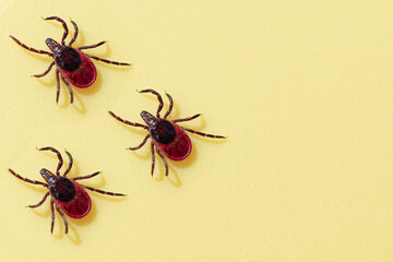 Ticks on a yellow background.
