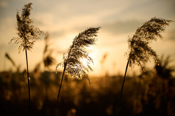 Wild tall grass in the warm evening sun