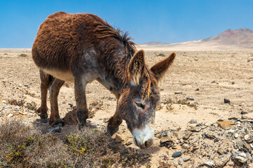 Fototapeta premium Majorera donkey is indigenous to the Canary Islands. It is an endangered breed under special protection, in danger of extinction - There are approximately 200 of them; almost all are on Fuerteventura.