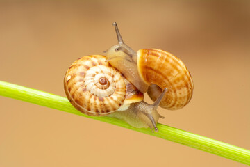 Extreme macro shots, Beautiful snail in the garden