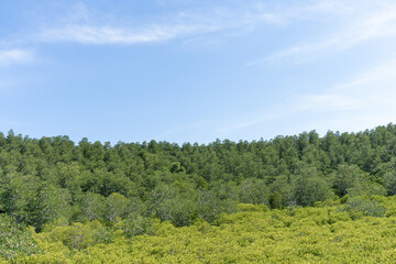 Landscape green forest in the blue sky background.