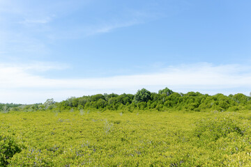 Landscape green forest in the blue sky background.