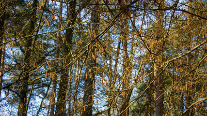 Spring natural background: alder branches with brown earrings in the rays of the evening sun.