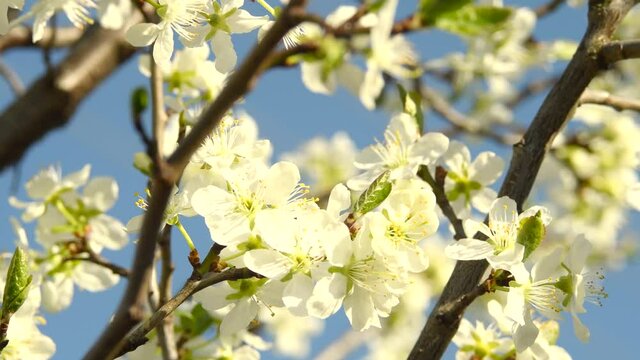 Cherry blossom in full blum against ib the garden. Nature concept. Spring time.
