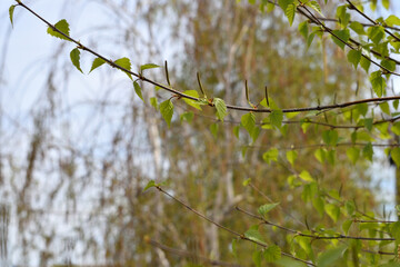 leaves on a branch