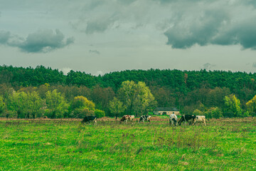 cows in the meadow
