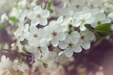 branches of cherry blossoms close-up. spring background with cherry blossoms.