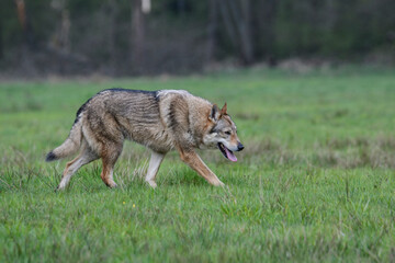 Wilk  © Wojciech