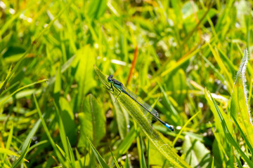 Macro photo of a dragonfly in the meadow