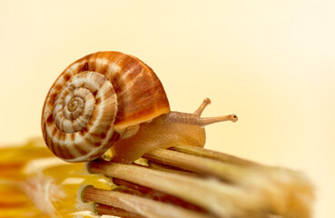 Extreme macro shots, Beautiful snail in the garden