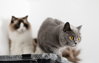 Two cat on scratching post, British Shorthair and Ragdoll cats.
