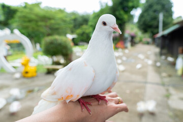 Beautiful white pigeon stand on hand