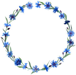 Fototapeta na wymiar A wreath of delicate blue cornflowers on a white background. Watercolor. Illustration
