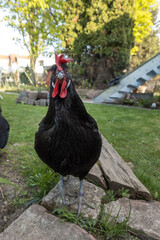 Little black free range chicken in the garden on green grass. Domestic bio chicken bird livestock searching for nutrition food on the green grass at daylight in the outside