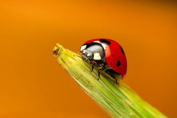 Extreme macro shots, Beautiful ladybug on flower leaf defocused background.