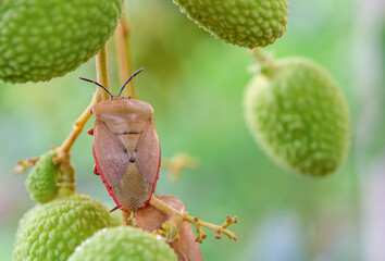Brown marmorated stink bug (Halyomorpha halys) on green  lychee fruits
