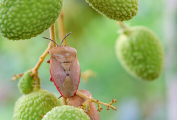 Brown marmorated stink bug (Halyomorpha halys) on green  lychee fruits