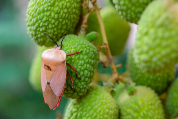 Brown marmorated stink bug (Halyomorpha halys) on green  lychee fruits