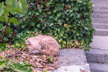adorable ginger cat sleeping peacefully on the steps of the stairs in the park
