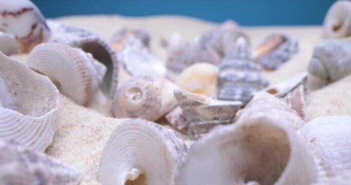 detailed extreme close-up, conch shells on white sand.