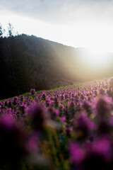  field of flowers at sunset