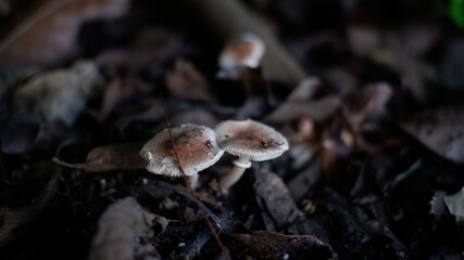 mushroom in the forest
