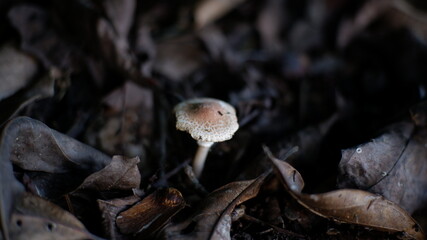 mushroom in the forest