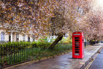 A classic, red telephone booth on a street in London, United Kingdom, under blossoming trees for...