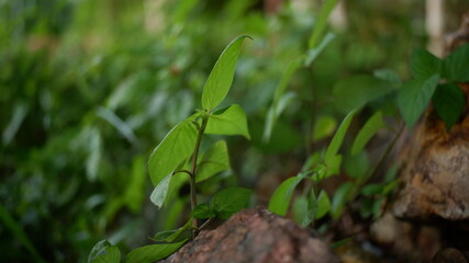 green leaves on the ground