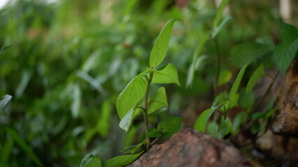 green leaves in the forest