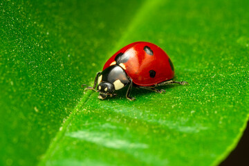 Extreme macro shots, Beautiful ladybug on flower leaf defocused background.