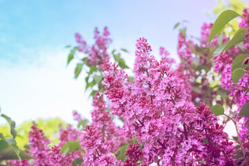 Obraz premium branches of blooming lilac close-up. spring background with lilac flowers. blooming lilac bush.