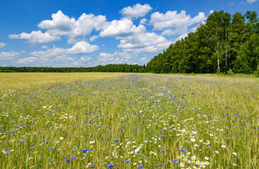 Landscape with blooming cornflowers and daisies on a grain field. 