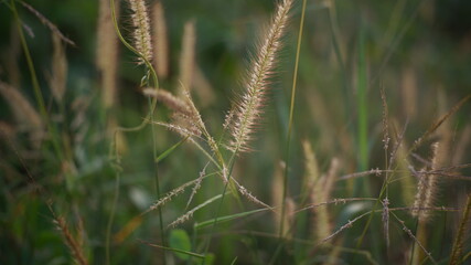 ears of wheat