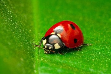 Extreme macro shots, Beautiful ladybug on flower leaf defocused background.