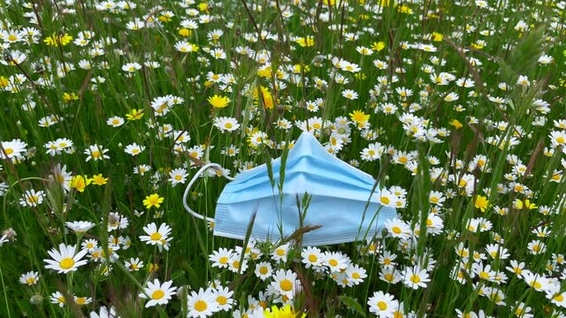 Mascarilla covid cae al suelo desechada como basura en la naturaleza del campo con flores de margaritas en primavera y una mano la recoge del suelo 4K