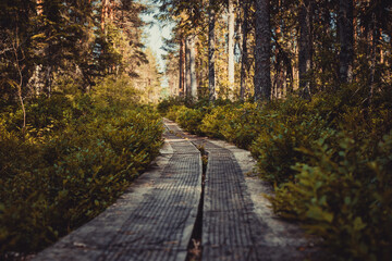 Swamp trail to the unknown, in the middle of the forest.