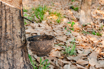 Rubber tree and plastic bowl filled with latex in rubber plantation