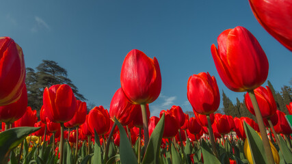Beautiful red tulips from the lower angle with a view of the blue cloudless sky. Red flowers in the park. Tulips close-up in the sun, bottom view