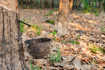 Rubber tree and plastic bowl filled with latex in rubber plantation