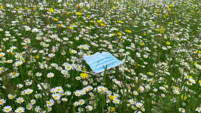 Mascarilla covid cae al suelo desechada como basura en la naturaleza del campo con flores de margaritas en primavera y una mano la recoge del suelo 4K