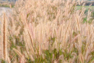 Fountain Grass. nature grass flower with light