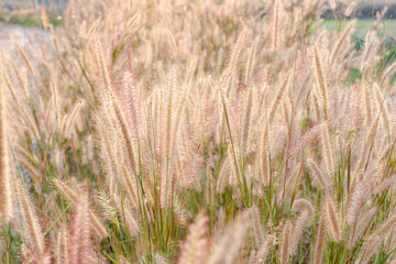 Fountain Grass. nature grass flower with light