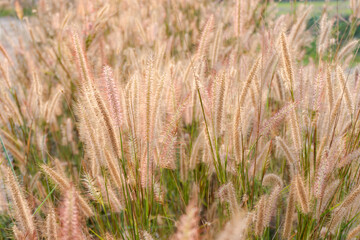 Fountain Grass. nature grass flower with light