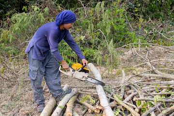 Lumberjack with chainsaw worker cutting tamarind tree trunk. Chainsaw cutting the branch.