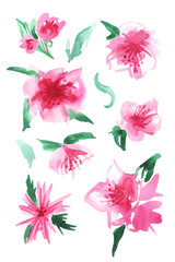 Apple blossom. Delicate watercolor textured flowers. Petals and leaves.